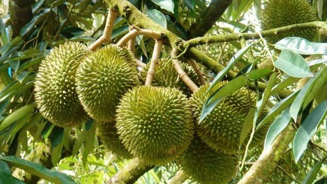 Sầu Riêng Toàn Thắng